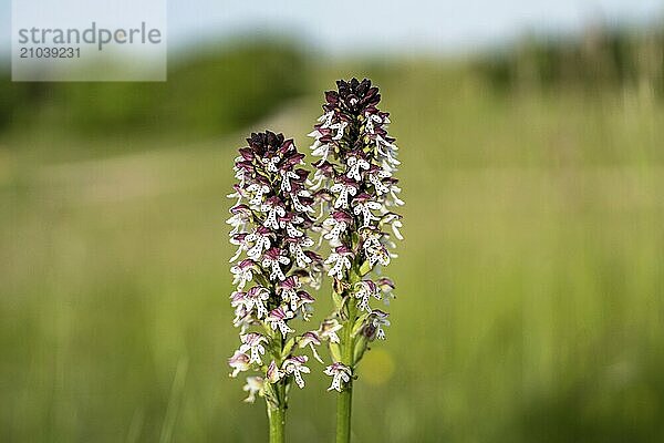 Native orchid species in the Swabian Alb