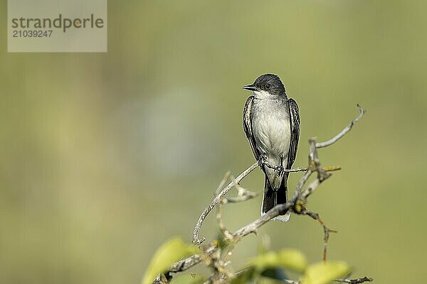 An eastern kingbird is perched on a twig at a park in eastern Washington