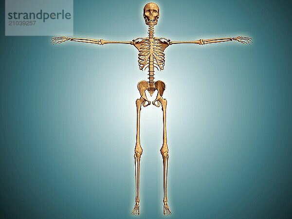 Front view of human skeletal system