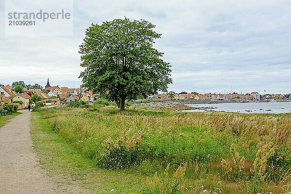 Path along the coast with trees and grasses  village and sea in the background  cloudy sky  svaneke  bornholm  baltic sea  denmark  scandinavia