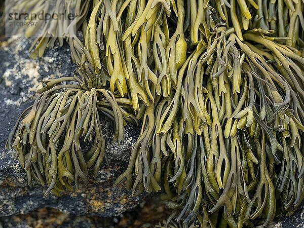 Channel kelp at low tide on the Norwegian coast