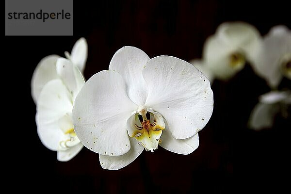 Close up photo of a pretty white orchid against a black background