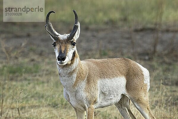 A close up photo of a male pronghorn antelope with antlers in western Montana