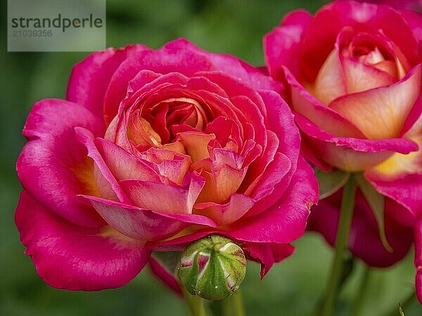 Close-up of two red and pink rose blossoms with green background  borken  münsterland  germany