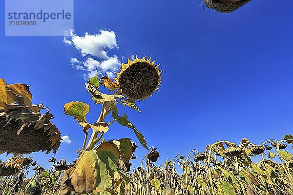 Romania  near Giurgiu in the south of the country  maize ripe for the corn corn cob harvest  Europe