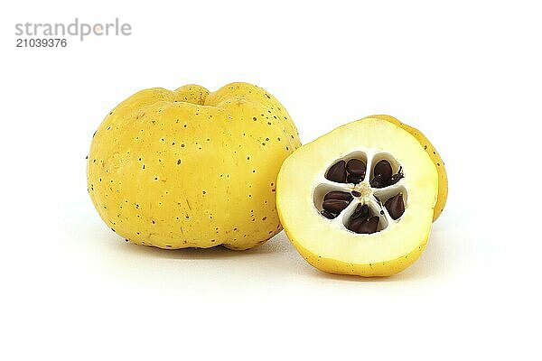 Yellow quince fruits whole and some cut in half to expose their seeds isolated on white background  full depth of field  Chaenomeles japonica or Japanese quince