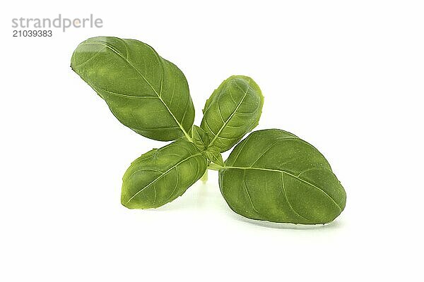 Fresh sprig of basil (Ocimum basilicum) isolated on white background