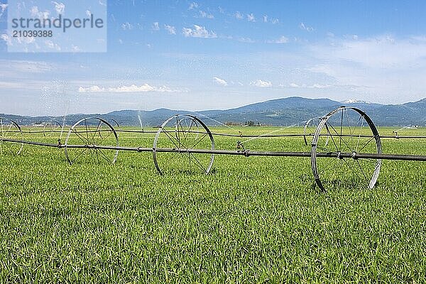 Irrigation pipes spraying water on the crops on the Rathdrum Prairie in Idaho