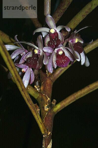 Hyrbrid orchids on black background  Luisia recurva x vanda lilacina