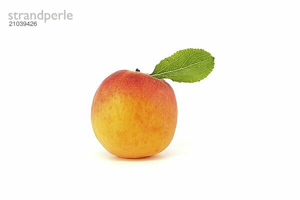 Fresh whole apricot fruit with leaf isolated on white background