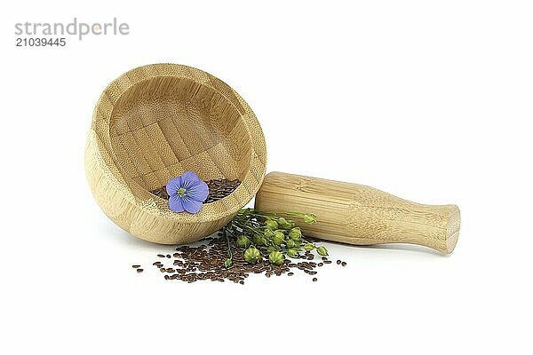 Vibrant blue flax flower is sitting on wooden mortar filled with small brown linseed near flax fruit round capsules isolated on white background