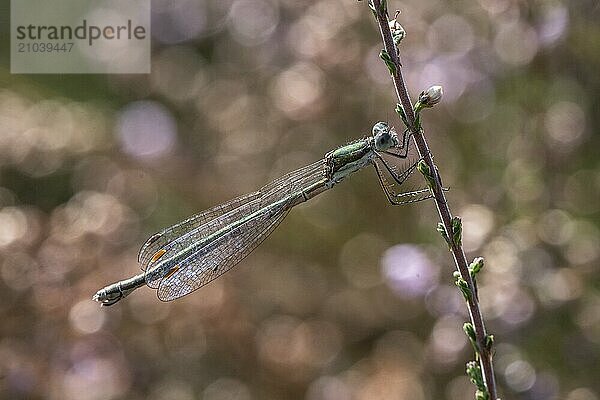 Emerald Damselfly (Lestes viridis)  Emsland  Lower Saxony  Germany  Europe