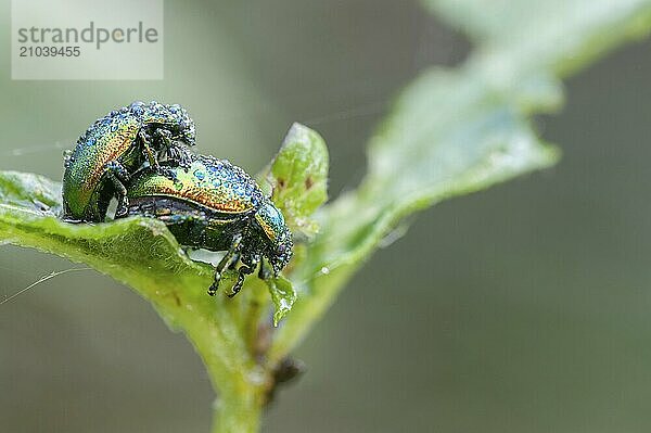 Two dewdrop-covered Golden shining leaf beetles mating