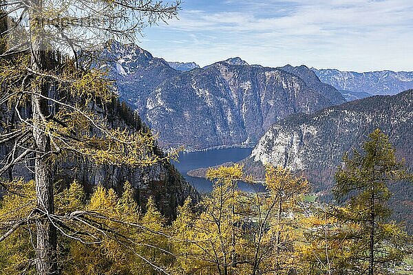 View from the slopes of the Dachstein mountains to Lake Hallstatt. Yellow larches. Autumn  good weather  some clouds. Lake Hallstatt  Salzkammergut  Upper Austria  Austria  Europe