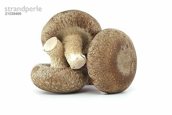 Raw shiitake mushrooms  known for their nutritional and medicinal properties  isolated on a white background  scientifically referred to as Lentinula edodes