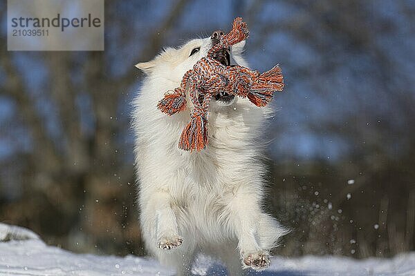 Pure joie de vivre