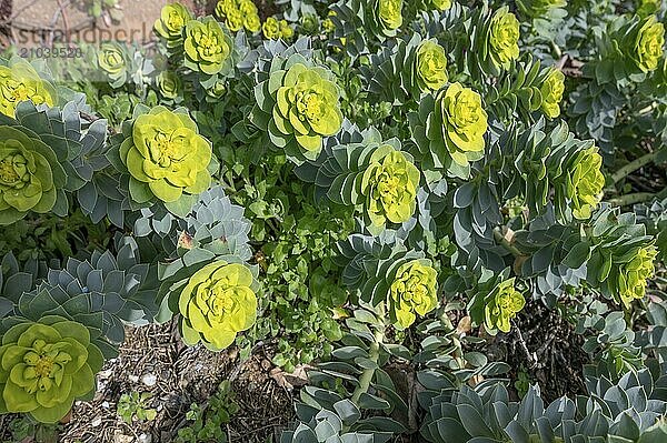 Roller spurge (Euphorbia myrsinites)  Bavaria  Germany  Europe