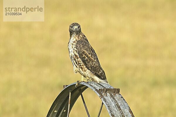 A beautiful rough legged hawk is perched on an irrigation wheel looking for its next meal in north Idaho