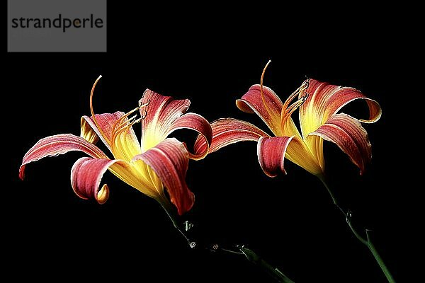 A fine art photo of two day lilies set against a black background