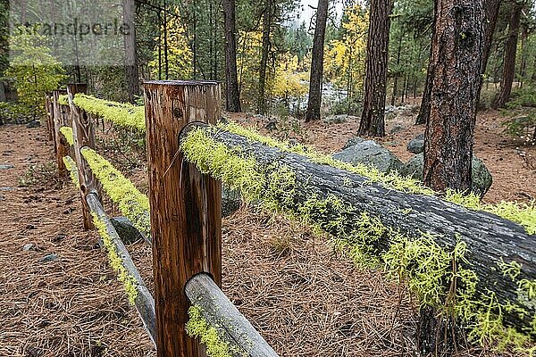 A moss covered wood fence leads down to the Chewuch River near Winthrop  Washington