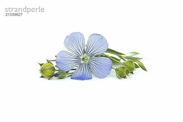 Blue flax blossom in close up isolated on white background