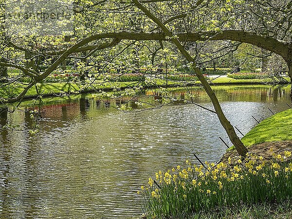 Prachtige boom met overhangende takken langs een oever in een parkachtige tuin in de lente  Amsterdam  niederlande