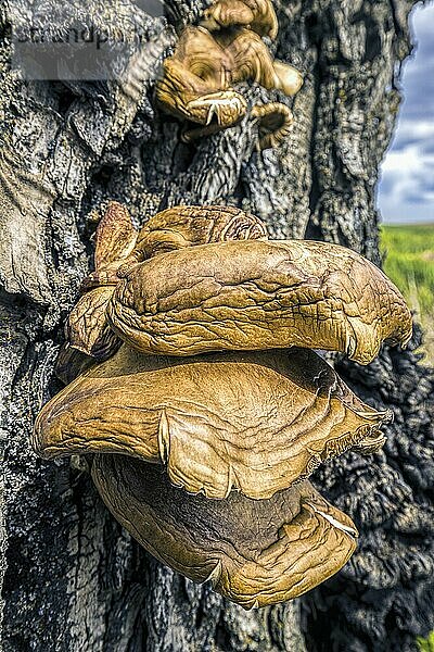 A close up of conk fungi on a tree in the palouse region of eastern Washington