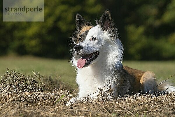 Icelandic dog in a meadow