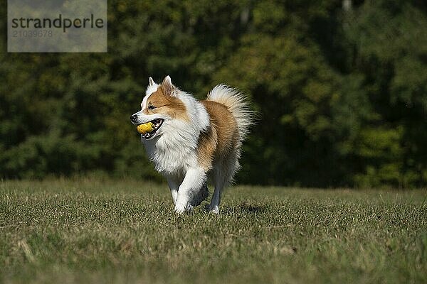 Running Icelandic hound