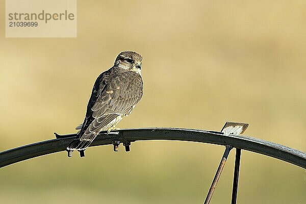 A small merlin falcon perched on an irrigation wheel in north Idaho