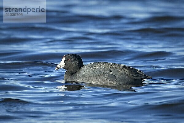 An American Coot water bird swims in the water at Saltese Flats in eastern Washington