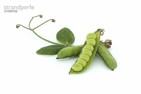 Open pea pod and round green peas inside  green leaf with a pointed tip and pea pods in close up isolated on white background