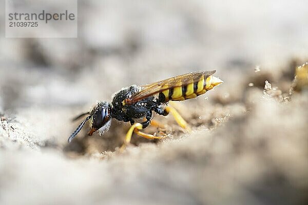 European beewolf (Philanthus triangulum)  digging a breeding den in the sand  Lower Saxony  Germany  Europe