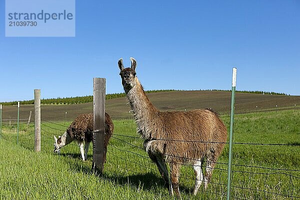 Two Llamas grazing by the fence near Potlach  Idaho