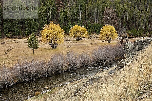 Yellow trees in Autumn by a stream near Stanley  Idaho