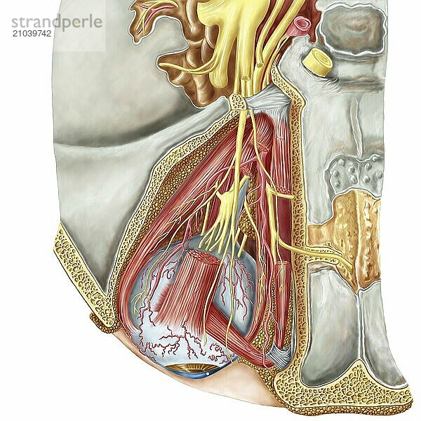 Orbital cut showing abducent nerve with ciliary ganglion and oculomotor nerve