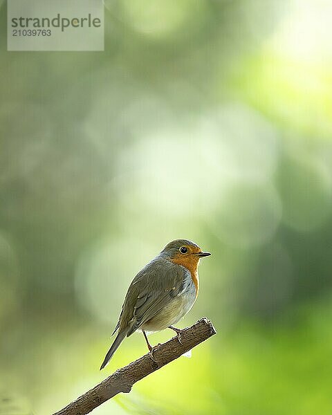 European robin (Erithacus rubecula)  profile view  standing on a branch  branch protrudes diagonally into the picture  background light green bokeh  cropped  Dortmund  Germany  Europe