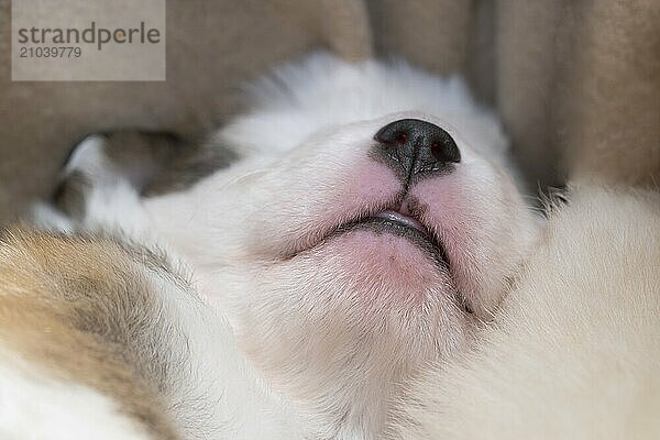 Three week old Icelandic dog