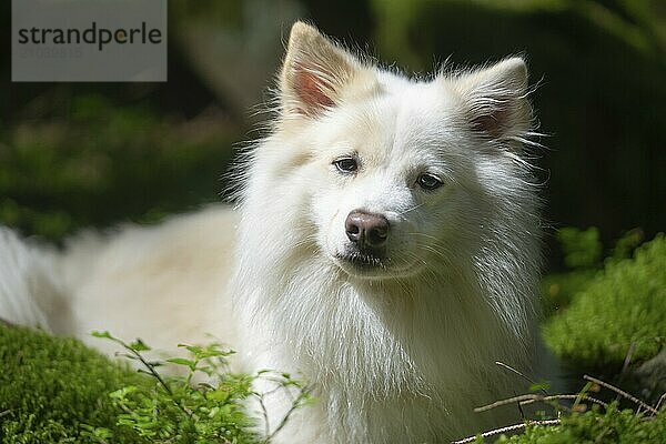 Portrait of an Icelandic dog