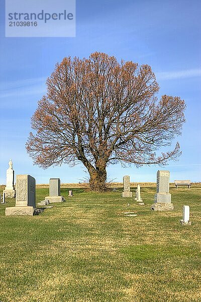 Large trees in the middle of a cemetery in Steptoe  Washington