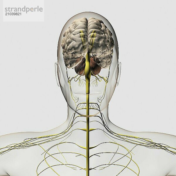 Medical illustration of the human nervous system and brain  front view