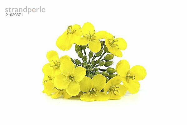 Vibrant yellow oilseed rape blossoms isolated on white background