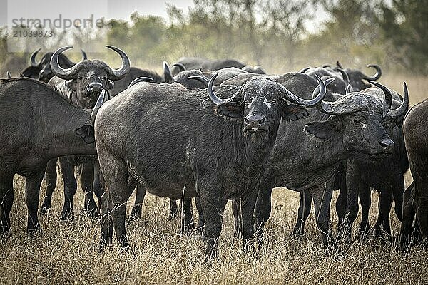 African buffalo (Syncerus caffer)  Balule Plains  South Africa  Africa