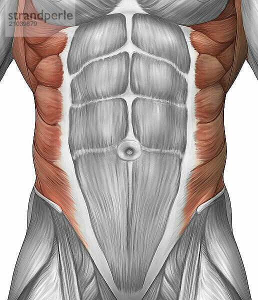 Male muscle anatomy of the abdominal wall