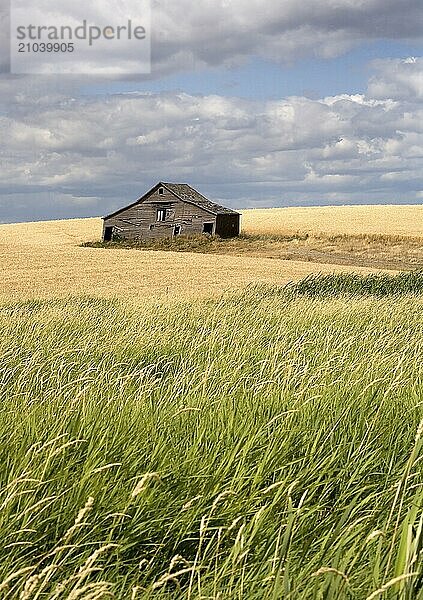 An old barn sits in a field filled with crops in the palouse region of eastern Washington