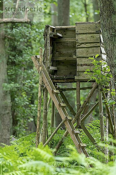 Wooden hunter's hide at the edge of the forest in front of a meadow with a green background