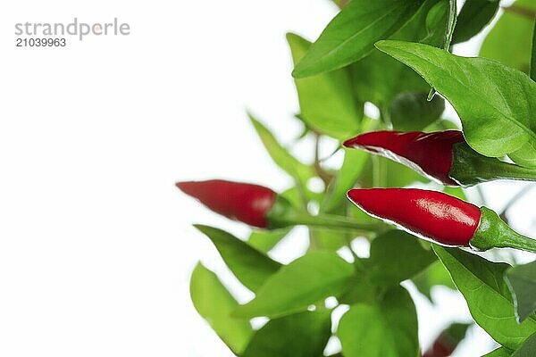 Red pepper plant with green leaves on a white background  with copy space  Food photography