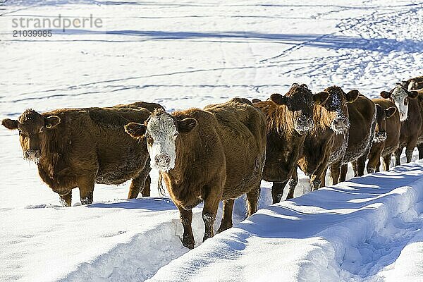 A herd of cows stand in a snow covered field on a sunny day near Coeur d'Alene  Idaho