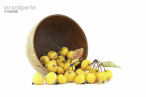 Crab apple or European wild apple isolated on white background. Wild apples are at risk of extinction