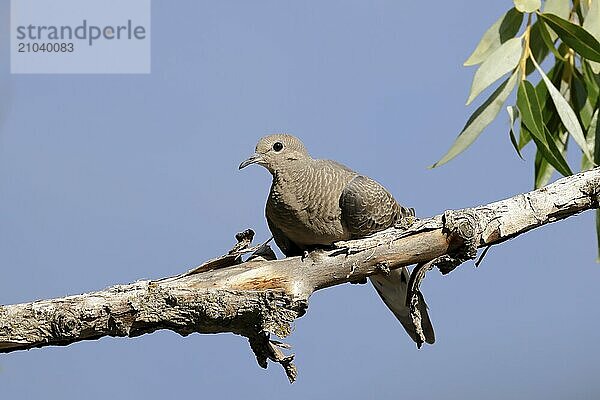 A mourning dove is sitting on a branch in Hayden  Idaho